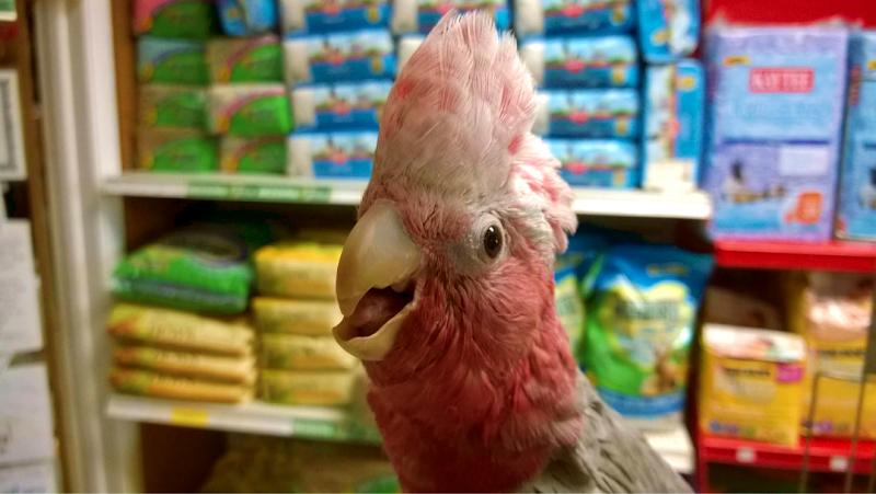 The Animal Store - Photo 2