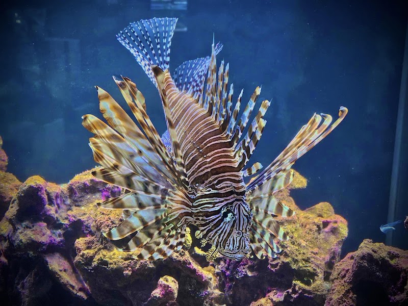 Aquatic Pets - Wichita Aquarium - Photo 4