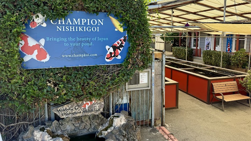 Champion Nishikigoi - Photo 1