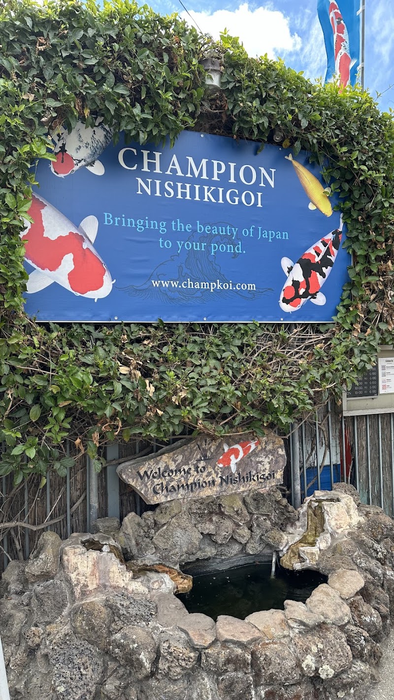 Champion Nishikigoi - Photo 2