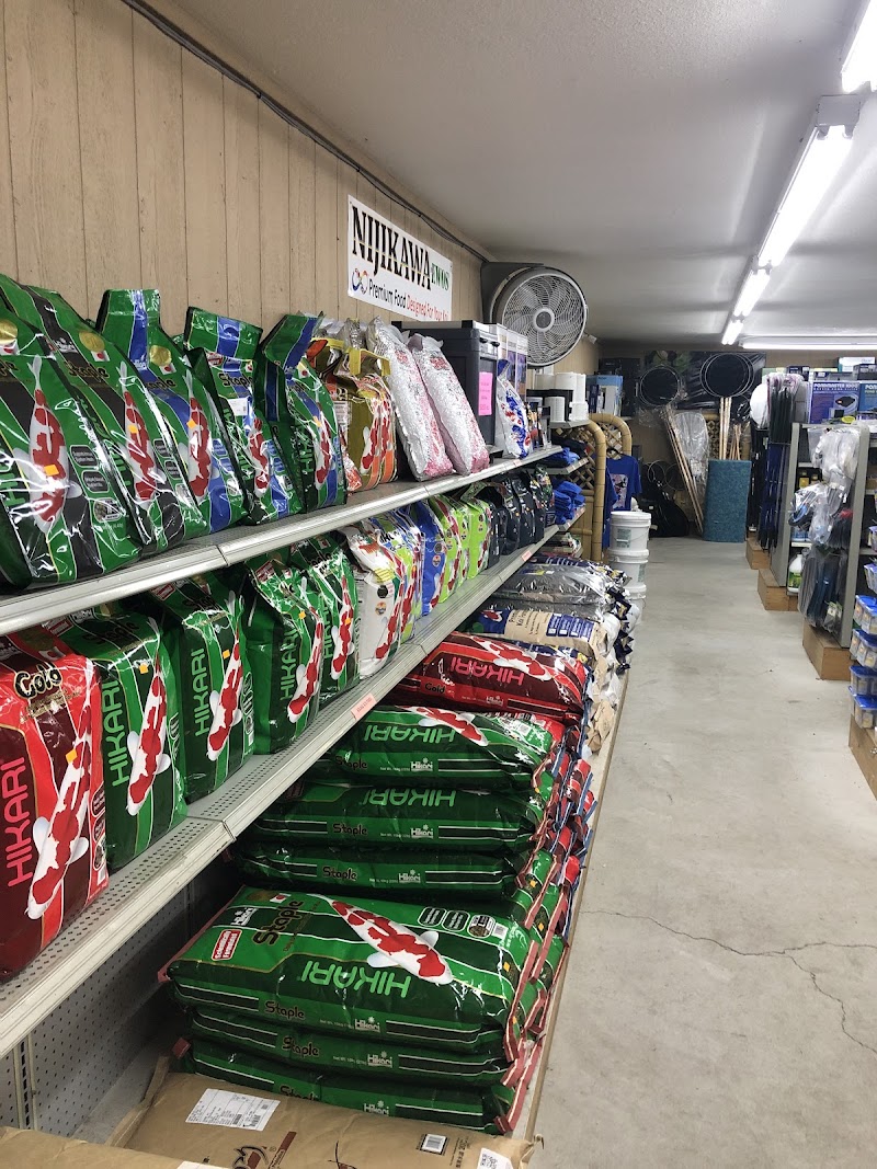 Champion Nishikigoi - Photo 3