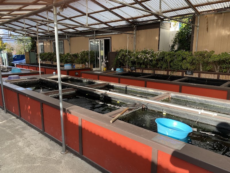 Champion Nishikigoi - Photo 4