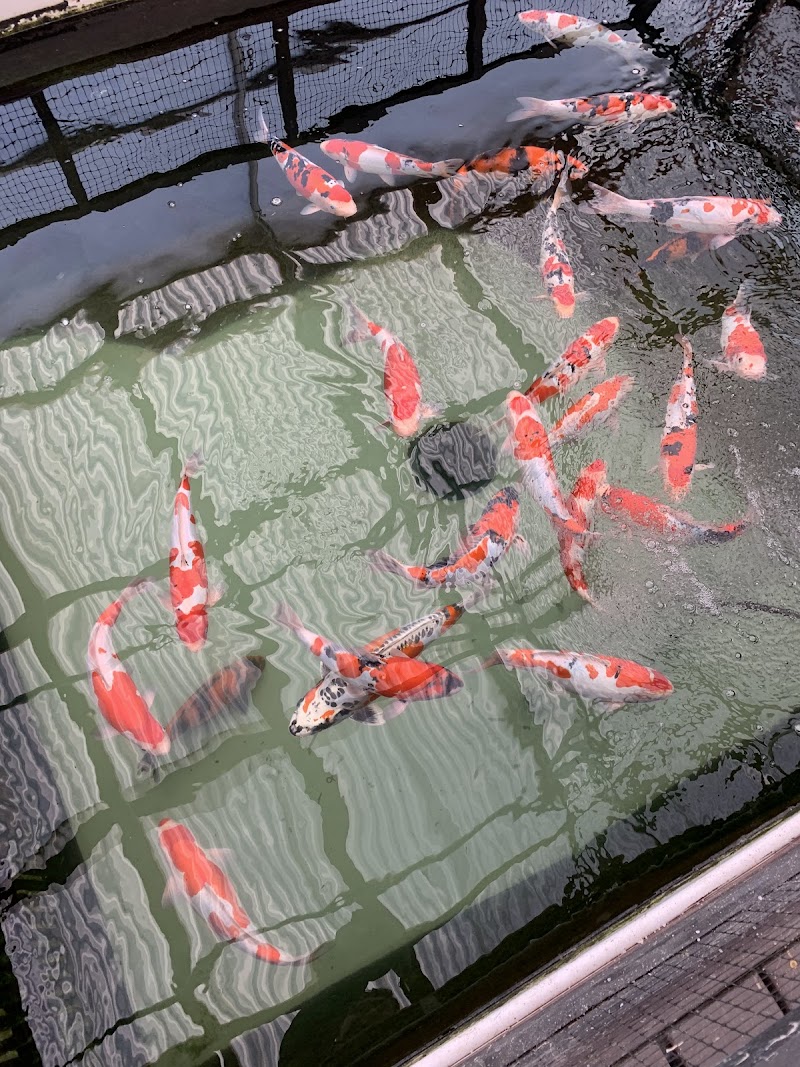 Champion Nishikigoi - Photo 5