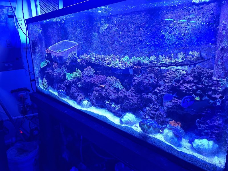 Pop Corals - Photo 2