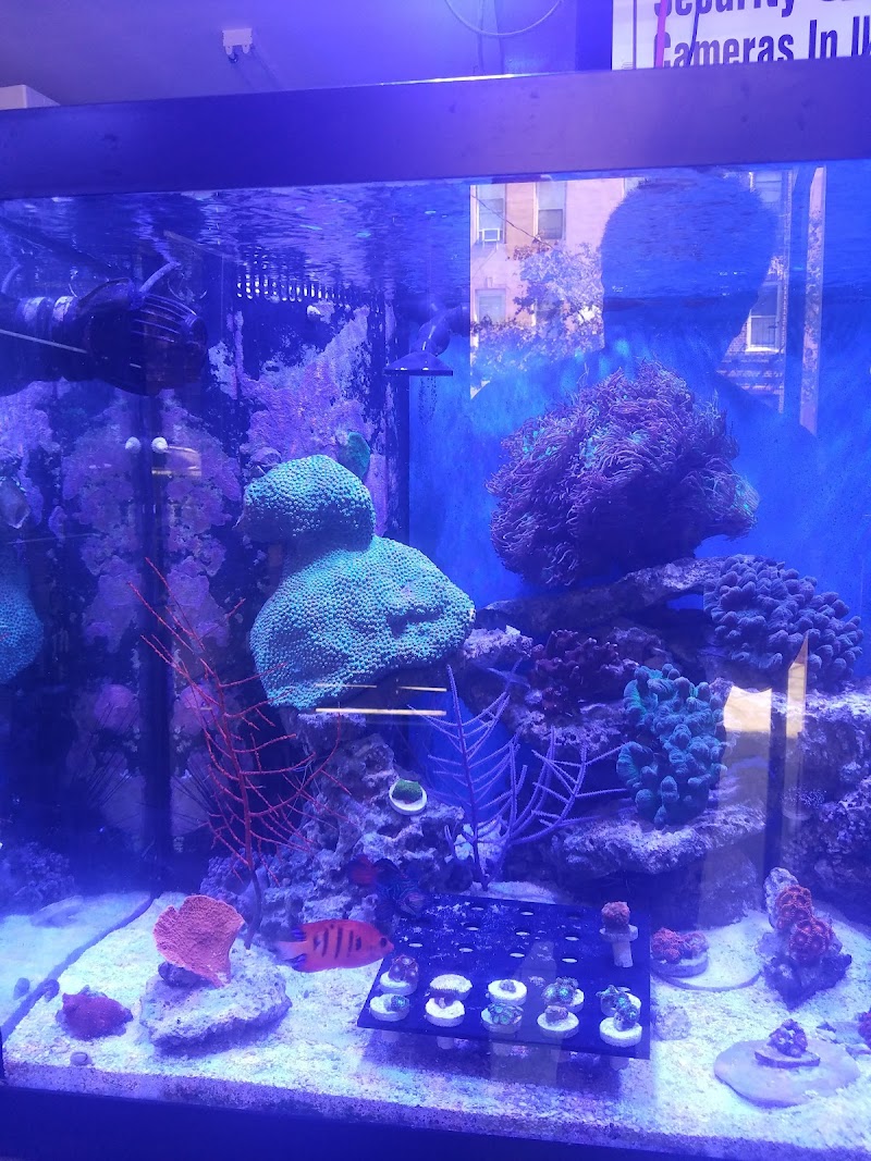 Pop Corals - Photo 3