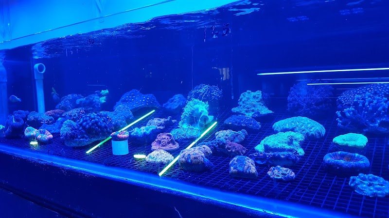 Pop Corals - Photo 4