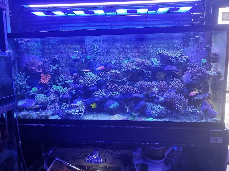 Pop Corals - Photo 5