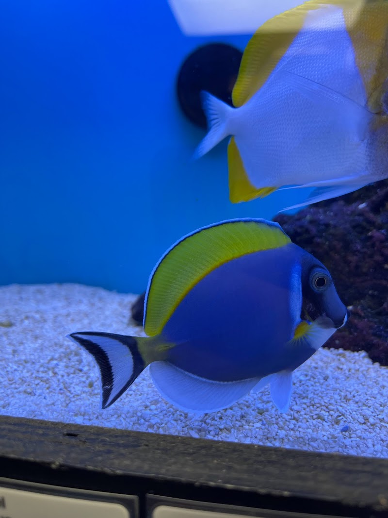 Ocean To You Aquariums - Photo 3