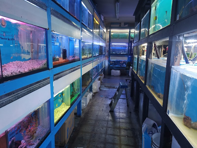 Tiki's Tropical Fish - Photo 3