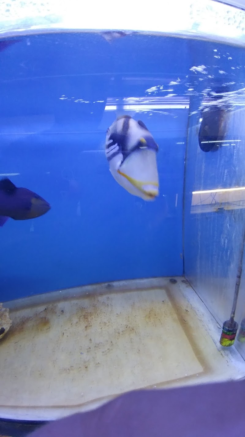 Tiki's Tropical Fish - Photo 5