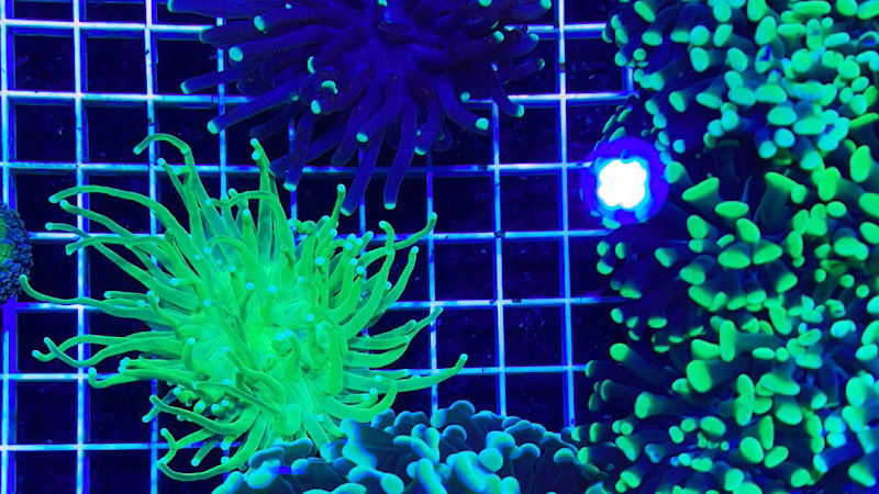 Reef Magic - Photo 2