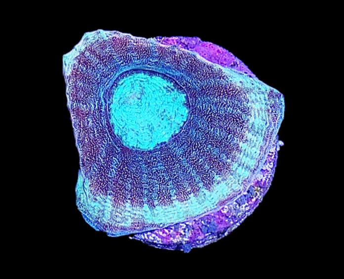 Reef Magic - Photo 4