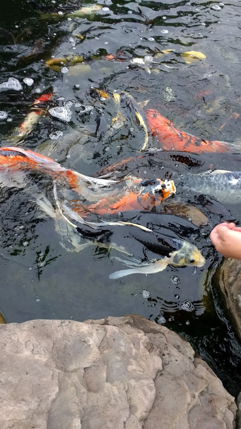 Water Garden & Koi Co - Photo 2