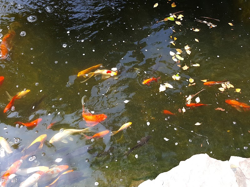 Water Garden & Koi Co - Photo 5