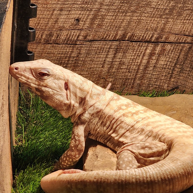 Wonderland Reptiles - Photo 2