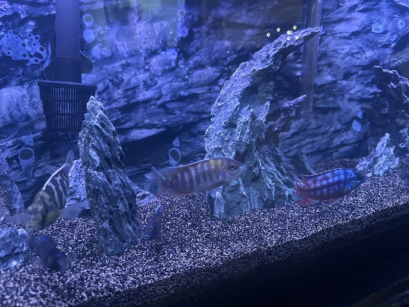 California Cichlids - Photo 4