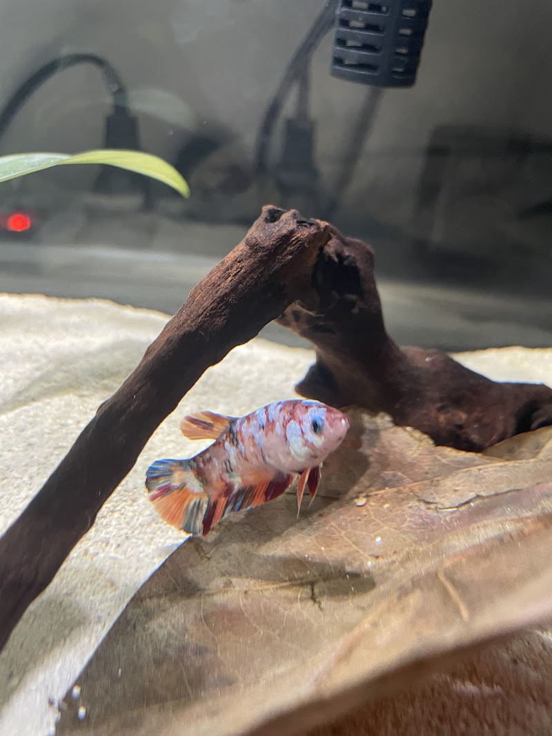 Betta Squad USA - Photo 2