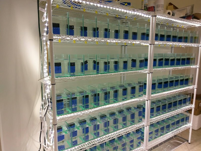 Betta Squad USA - Photo 3