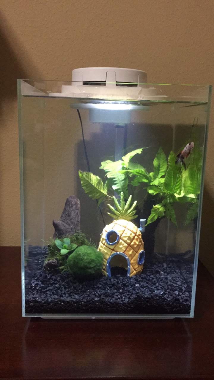 Betta Squad USA - Photo 4