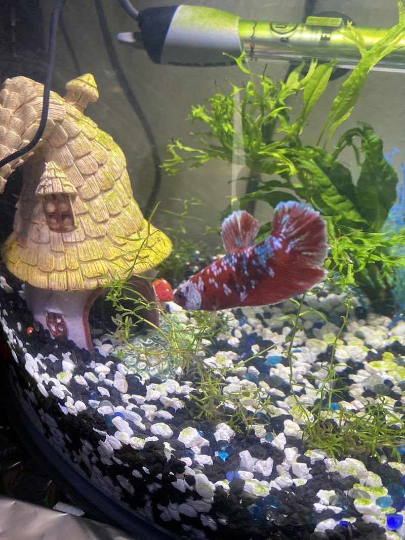 Betta Squad USA - Photo 5