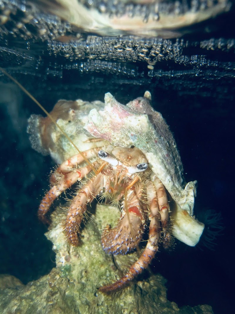 Exotic Sealife International Inc - Photo 1