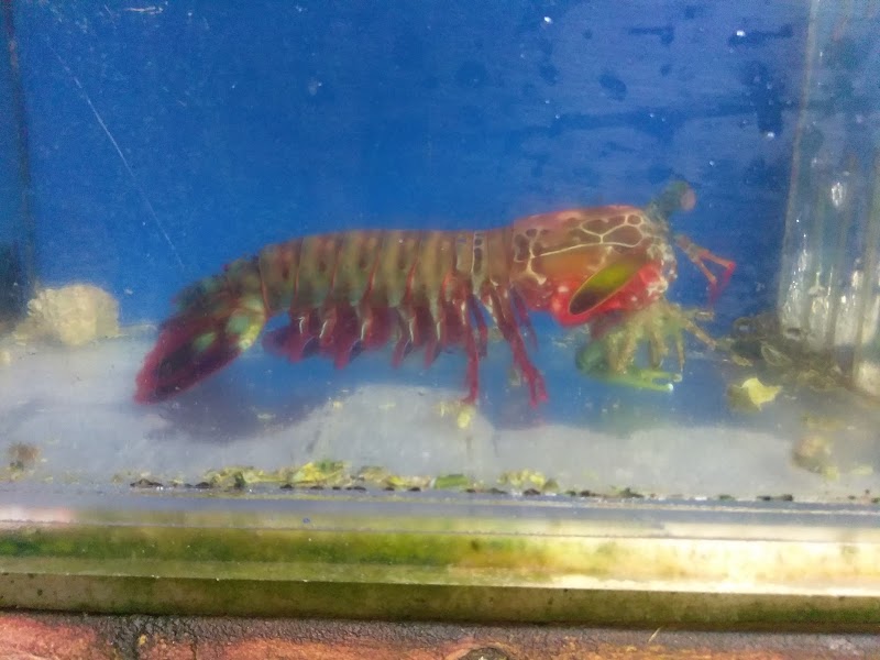 Exotic Sealife International Inc - Photo 3