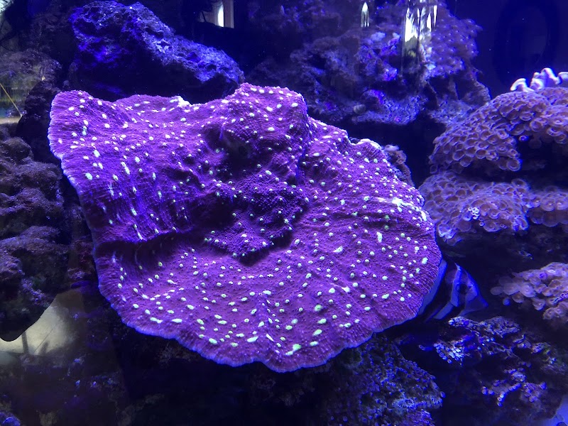 Exotic Sealife International Inc - Photo 5