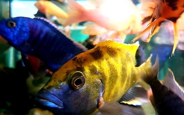 Finatic Aquatics - Photo 2