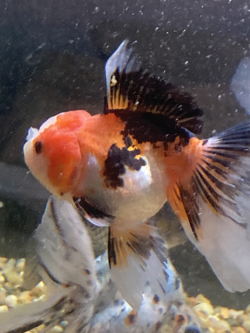 Fish Warehouse - Photo 2