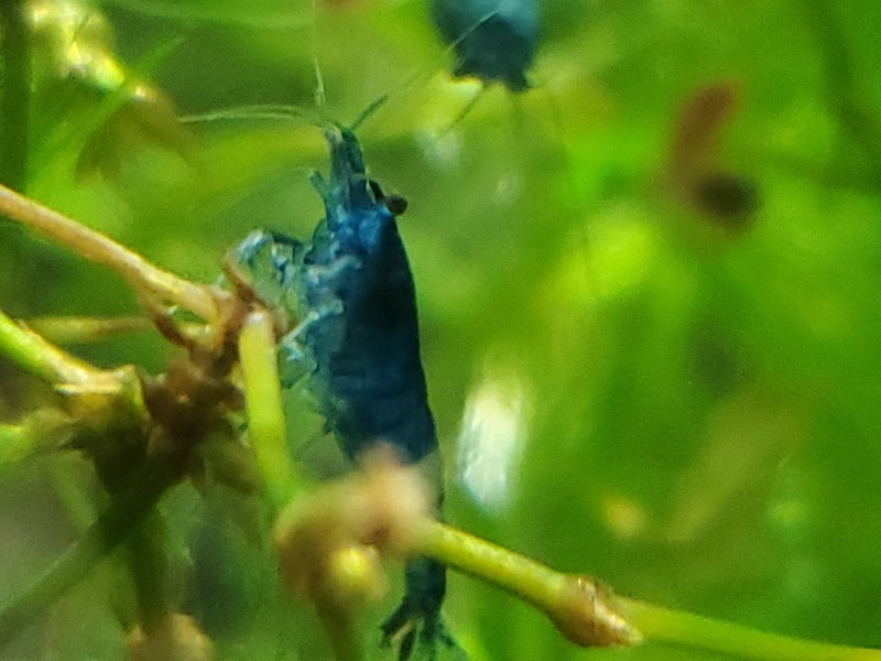 Shrimpin Ain't EZ - Photo 2