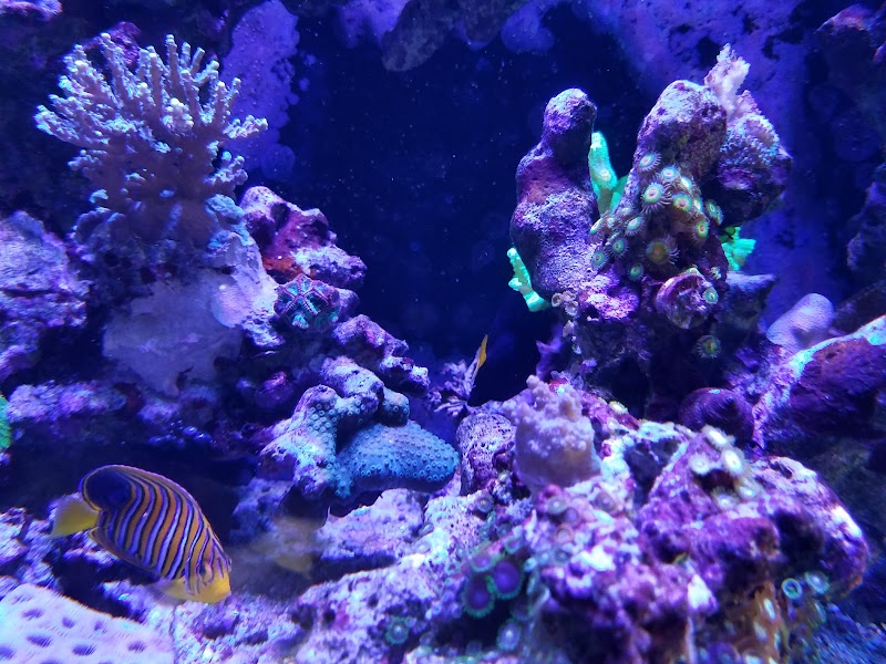Sea Splendor Aquarium - Photo 5