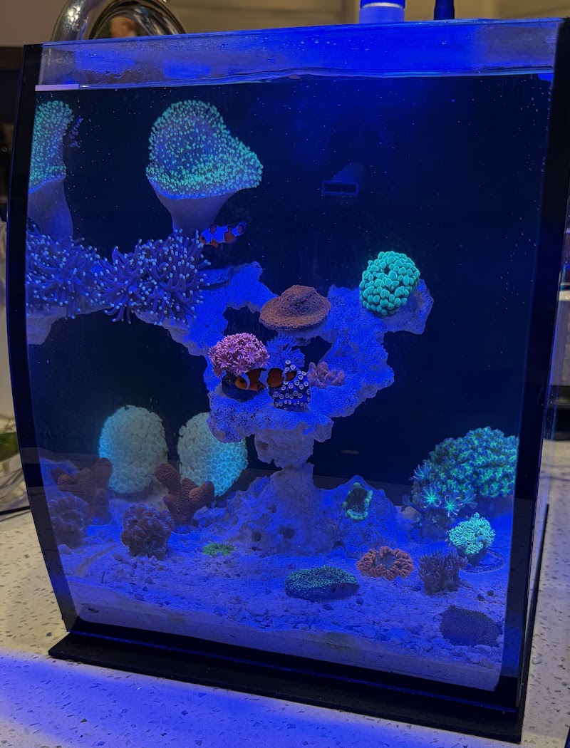 Lush Corals - Photo 3