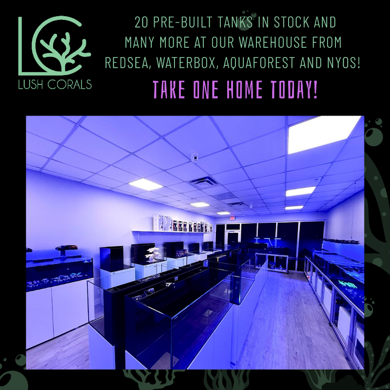 Lush Corals - Photo 5