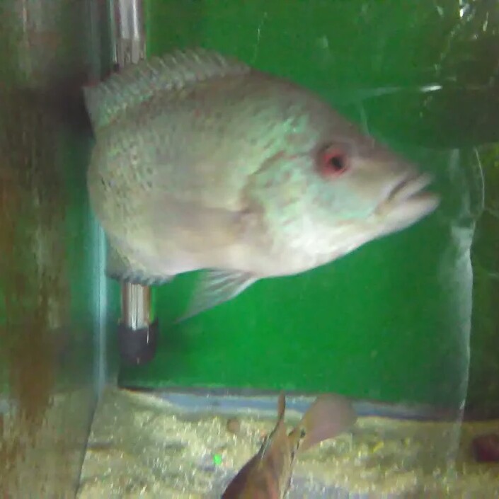 Tri-County Tropicals, Inc. - Photo 3