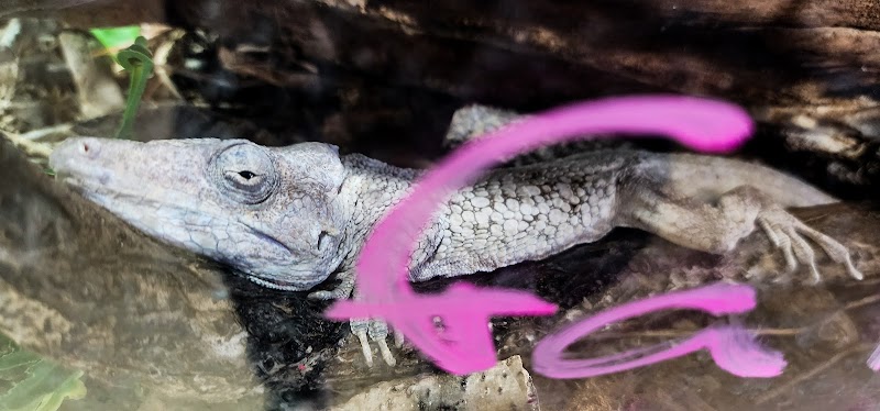 Pet City llc - Photo 4