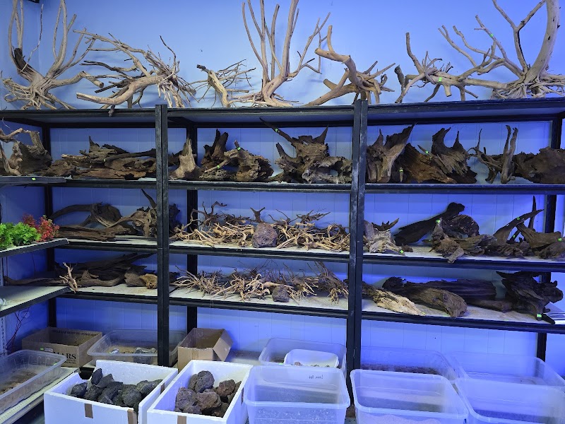 Cali's Tropical Fish - Photo 3