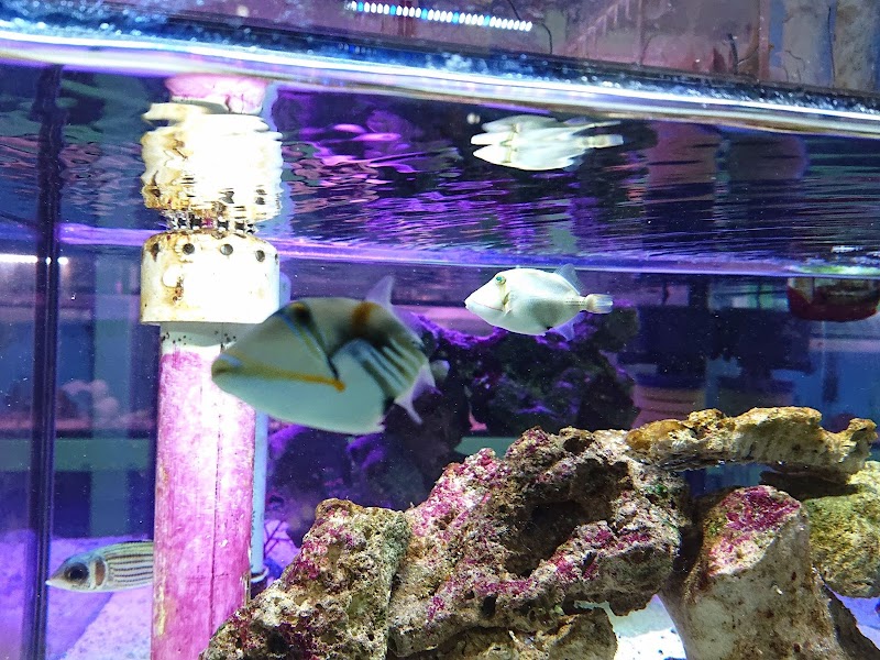 Cali's Tropical Fish - Photo 4