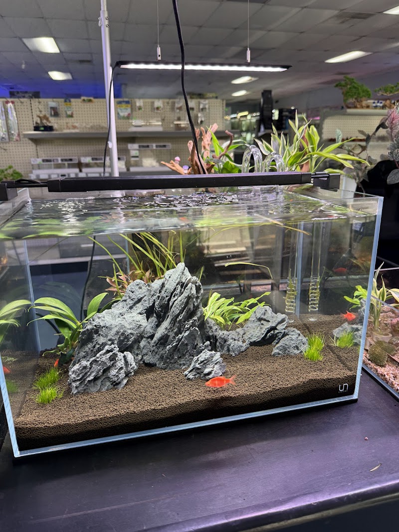 Cali's Tropical Fish - Photo 5