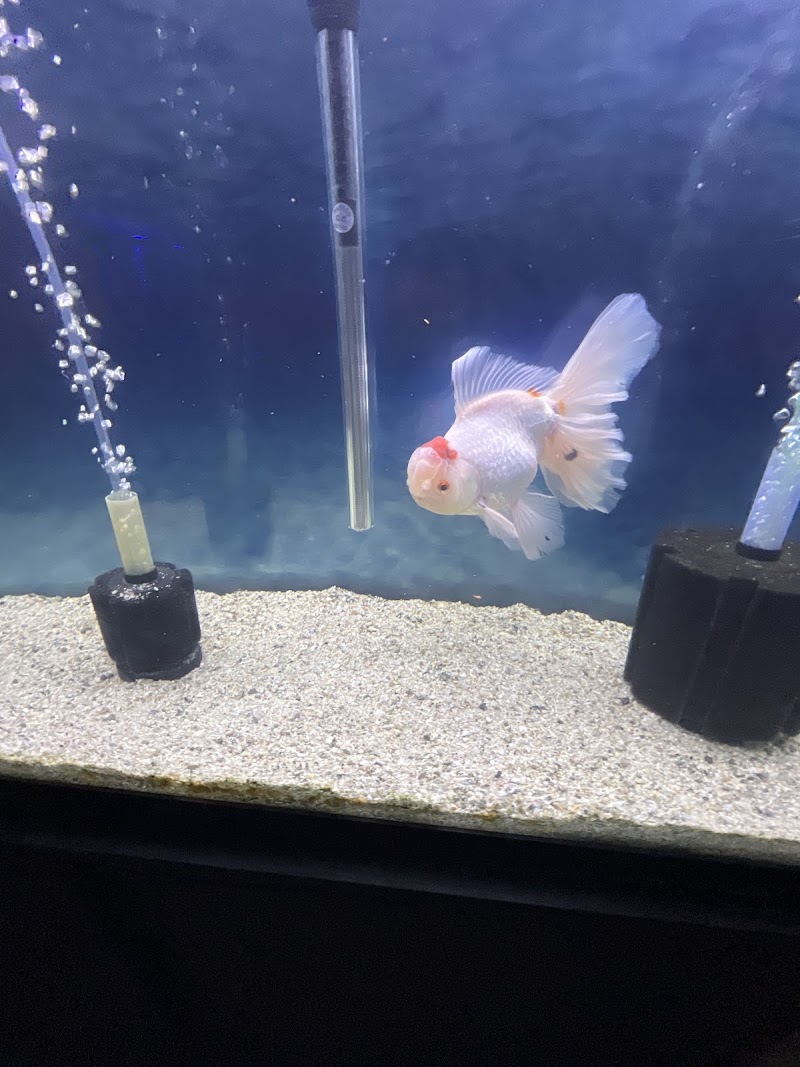 The Fin Shop - Photo 5