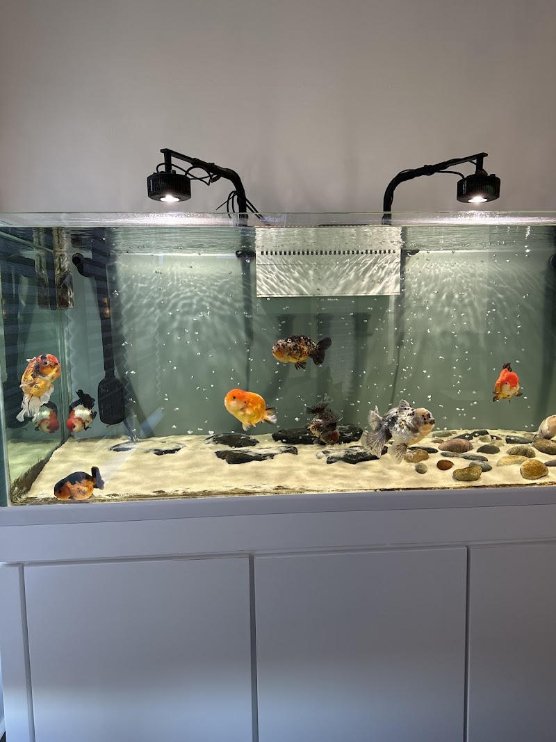 Chuchu goldfish - Photo 1