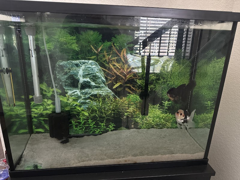 Chuchu goldfish - Photo 2