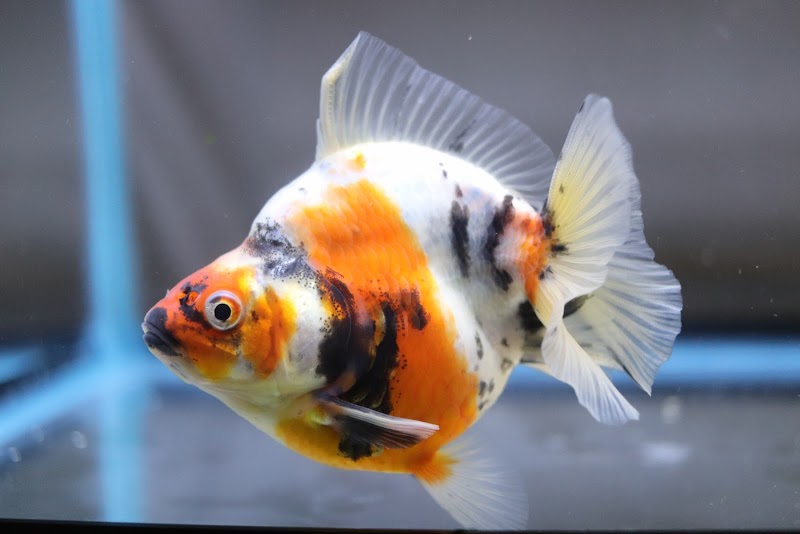 Chuchu goldfish - Photo 3