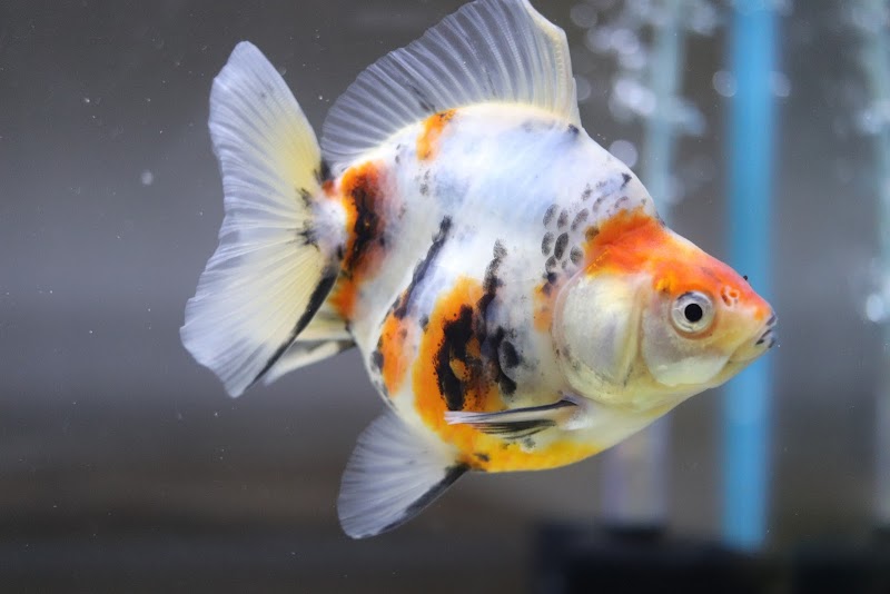 Chuchu goldfish - Photo 4