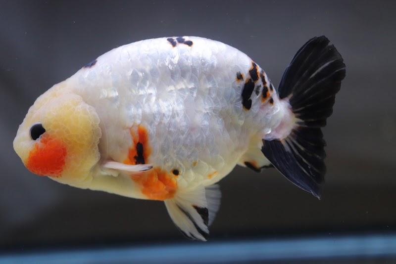 Chuchu goldfish - Photo 5