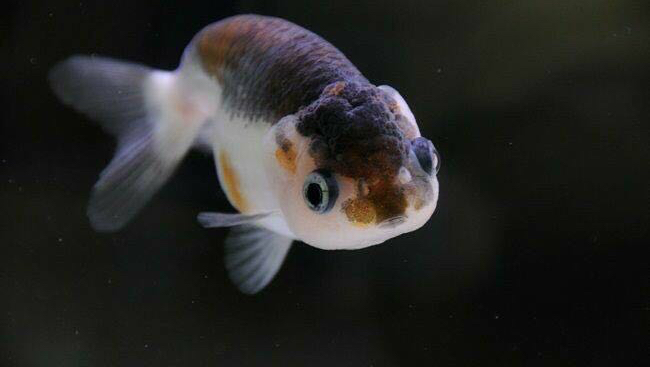 South River Aquarium - Photo 2