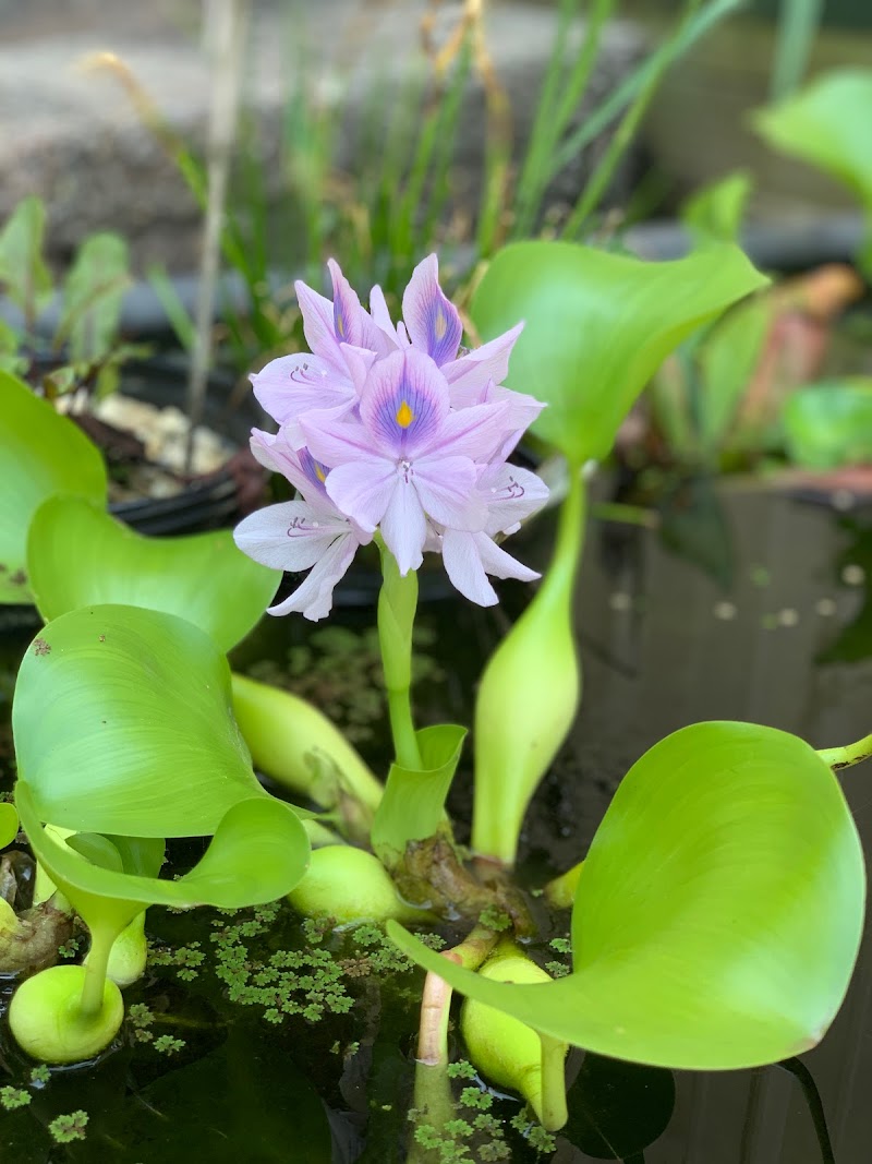 The Garden Center & Pond Supplies - Photo 3