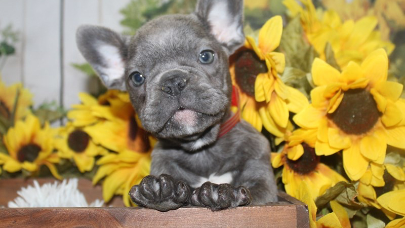 Pet City Houston - Photo 2