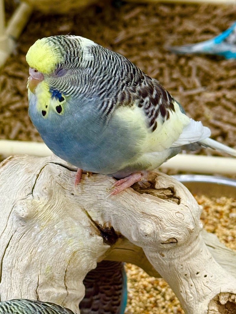 Pet City Houston - Photo 4