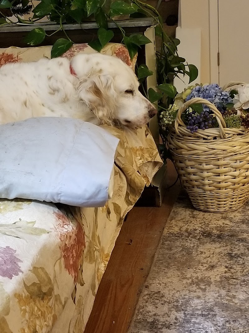 Pet Palace - Photo 3