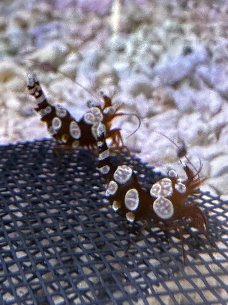 Art’s Underwater Reef - Photo 3